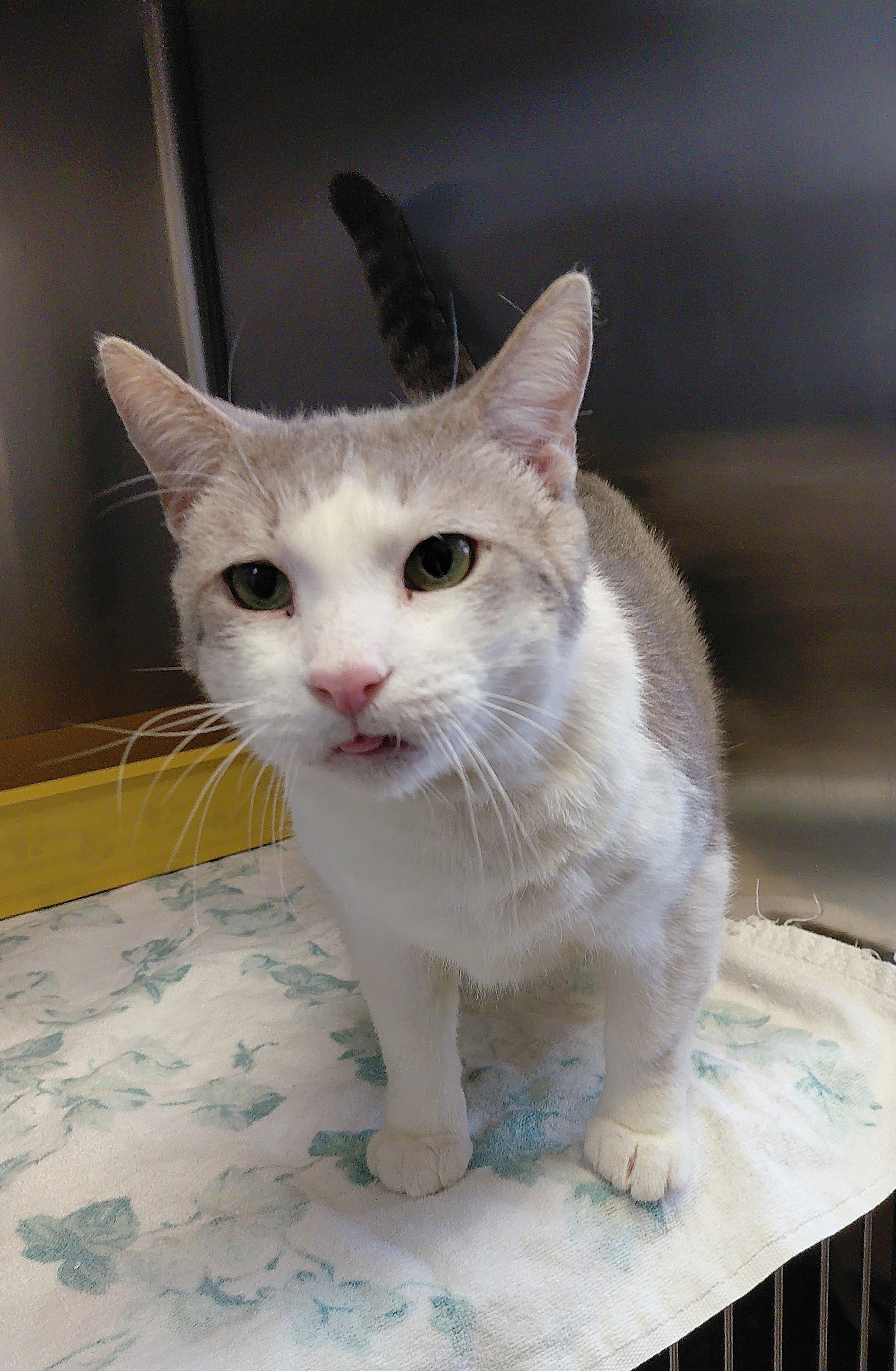 Enlarge Hugh, a ADOPTABLE Domestic Short Hair in Stanley, VA image 3/3