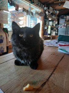 Kittens in Soldotna - page 2, an adoptable Domestic Short Hair in Kenai, AK, 99611 | Photo Image 1