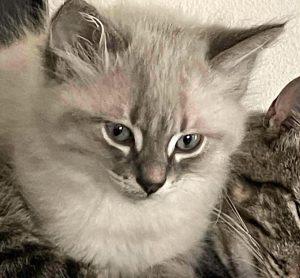 Kittens in Soldotna - page 2, an adoptable Domestic Short Hair in Kenai, AK, 99611 | Photo Image 2