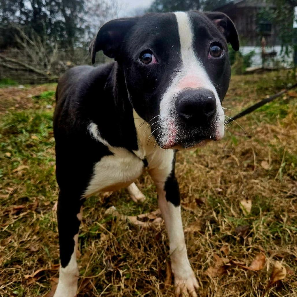 Enlarge Tallulah, a Adoptable Mixed Breed in Perryville, AR image 1/6