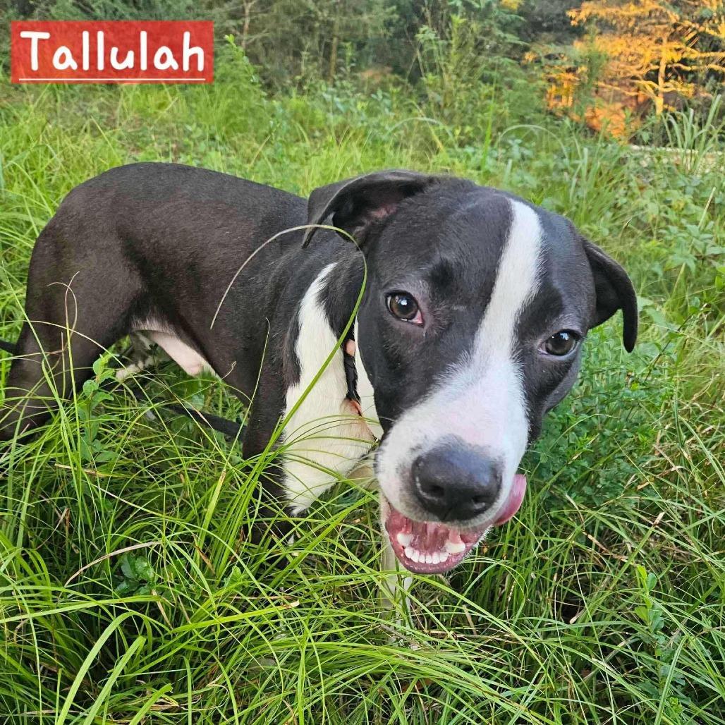 Enlarge Tallulah, a Adoptable Mixed Breed in Perryville, AR image 1/4