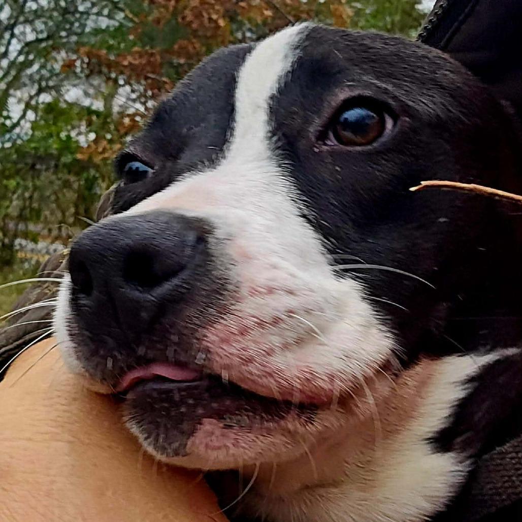 Enlarge Tallulah, a Adoptable Mixed Breed in Perryville, AR image 3/6