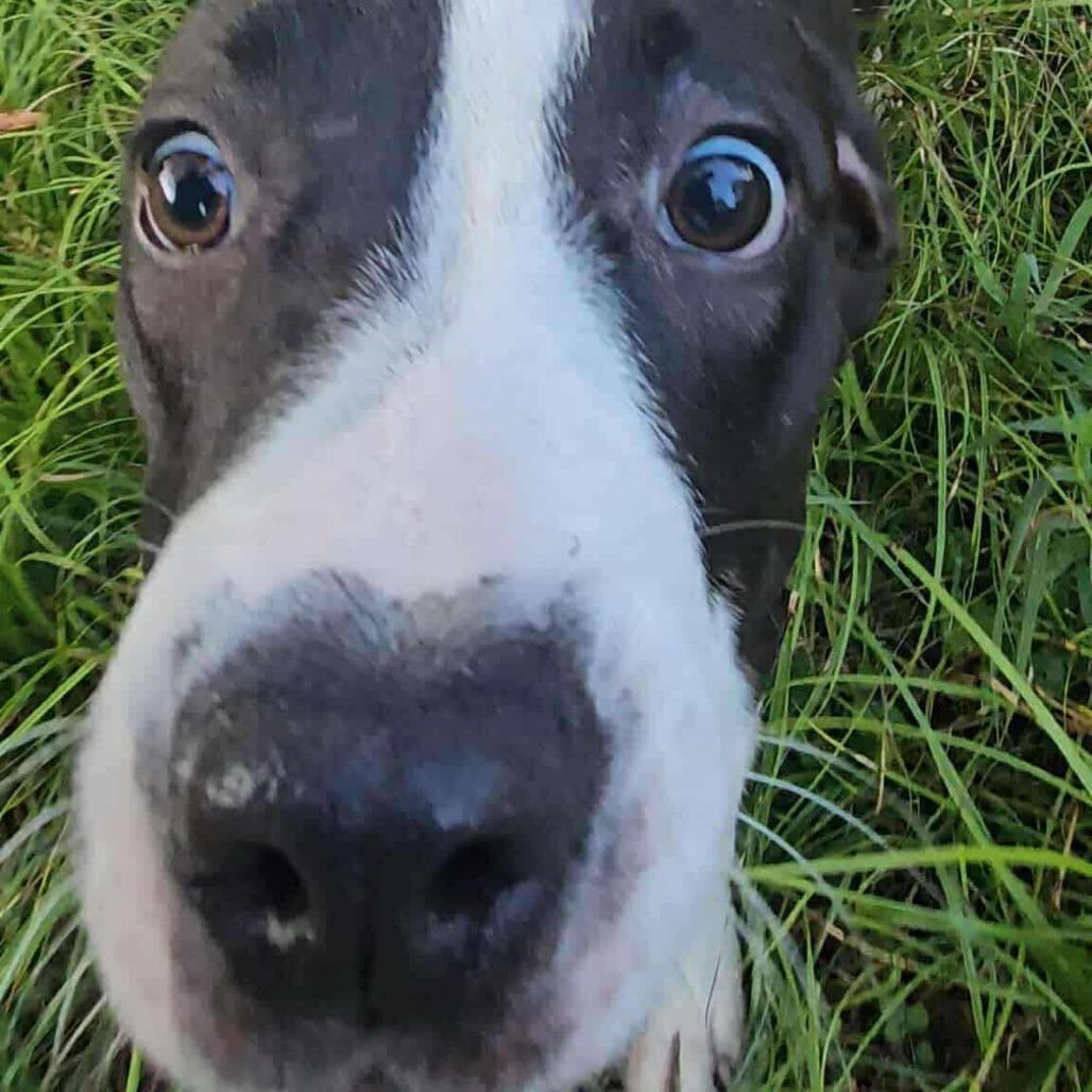 Enlarge Tallulah, a Adoptable Mixed Breed in Perryville, AR image 2/4