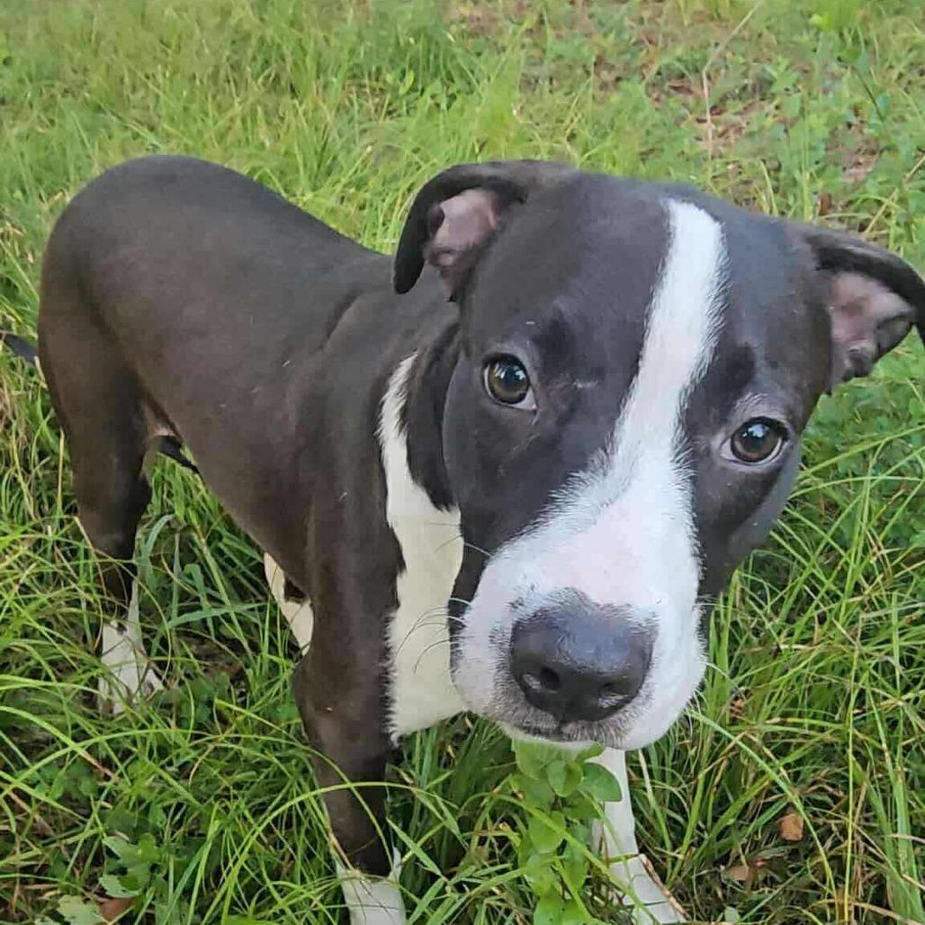 Enlarge Tallulah, a Adoptable Mixed Breed in Perryville, AR image 3/4