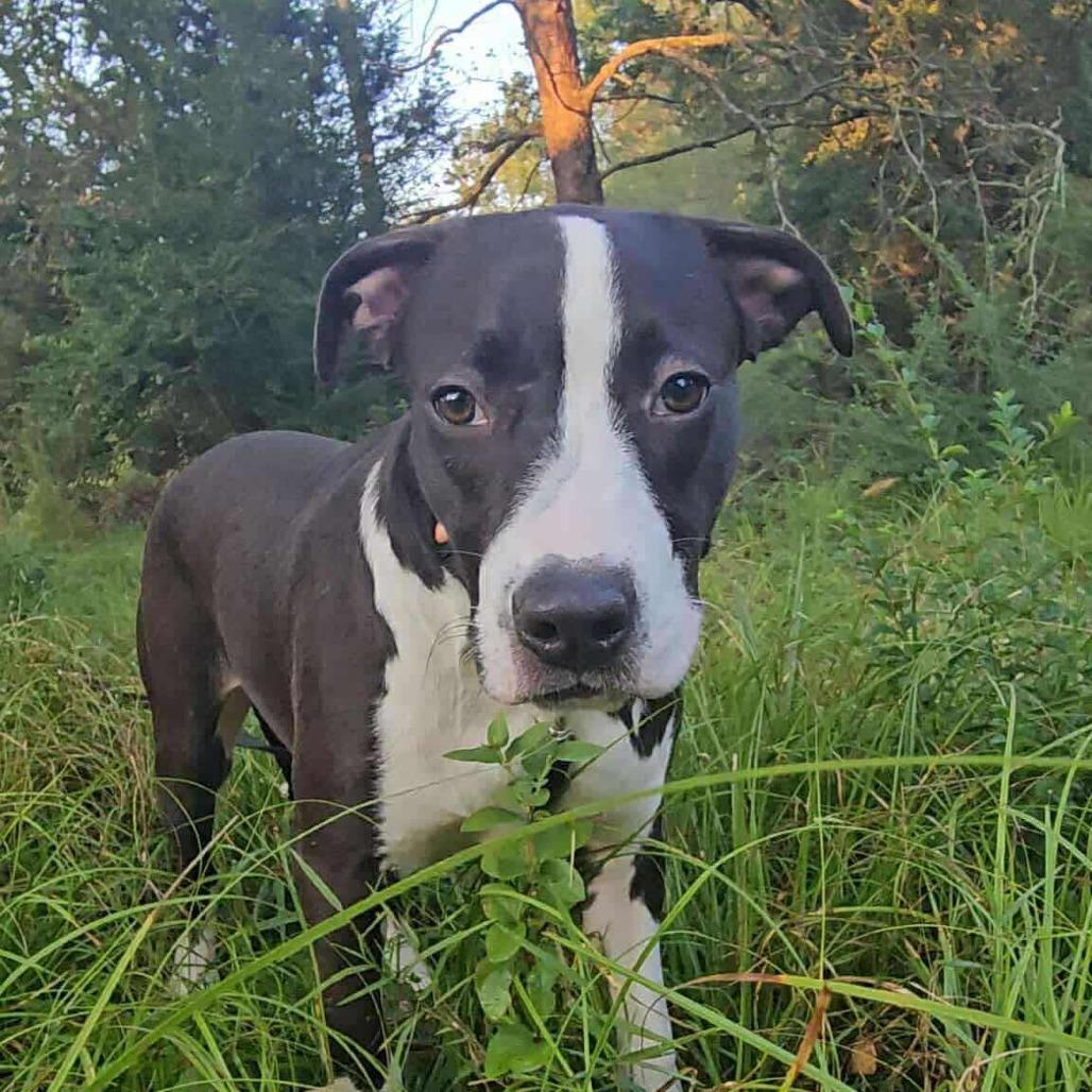 Enlarge Tallulah, a Adoptable Mixed Breed in Perryville, AR image 4/4