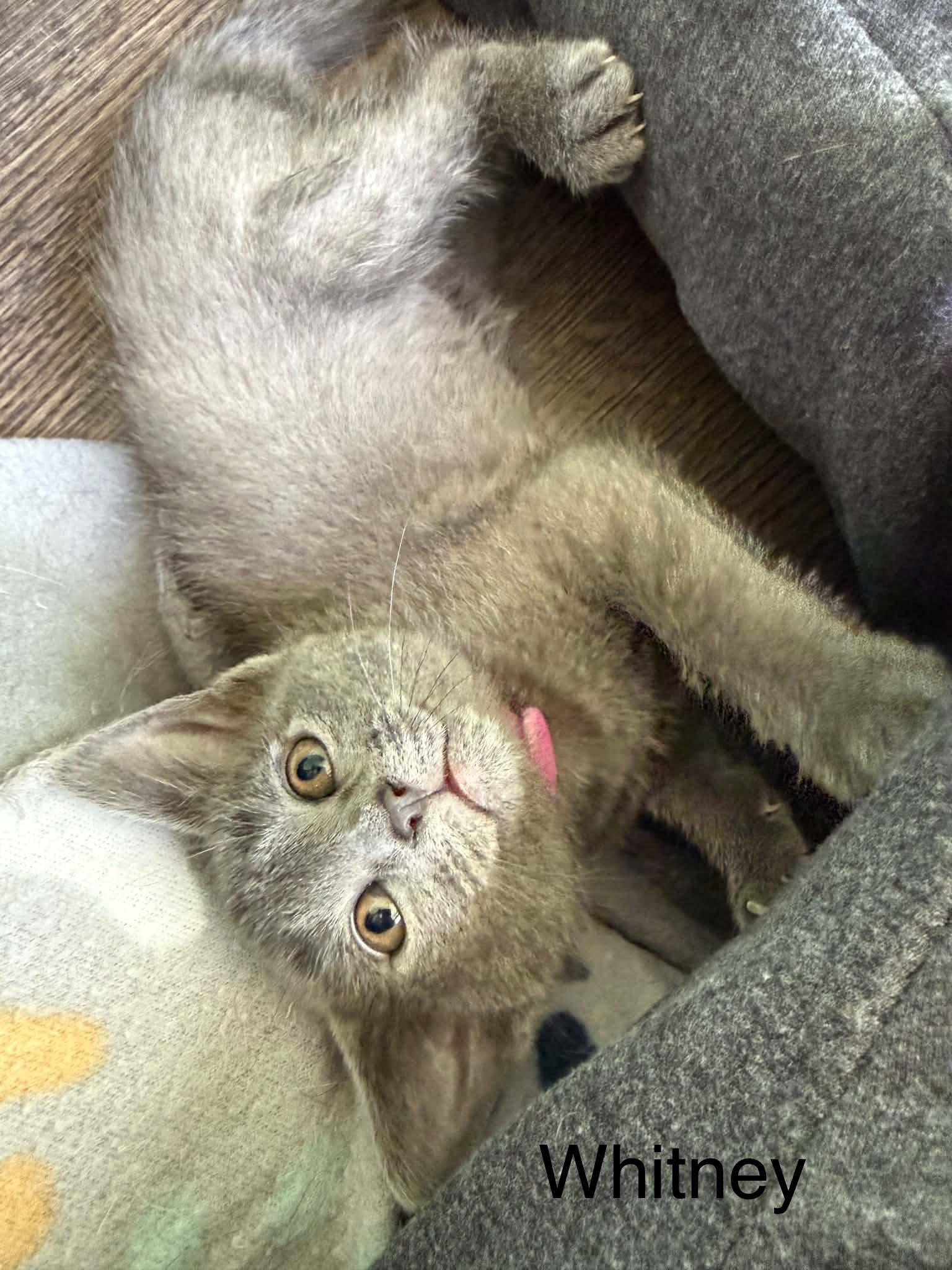 Enlarge Whitney, a Adoptable Domestic Short Hair in West Des Moines, IA image 1/2