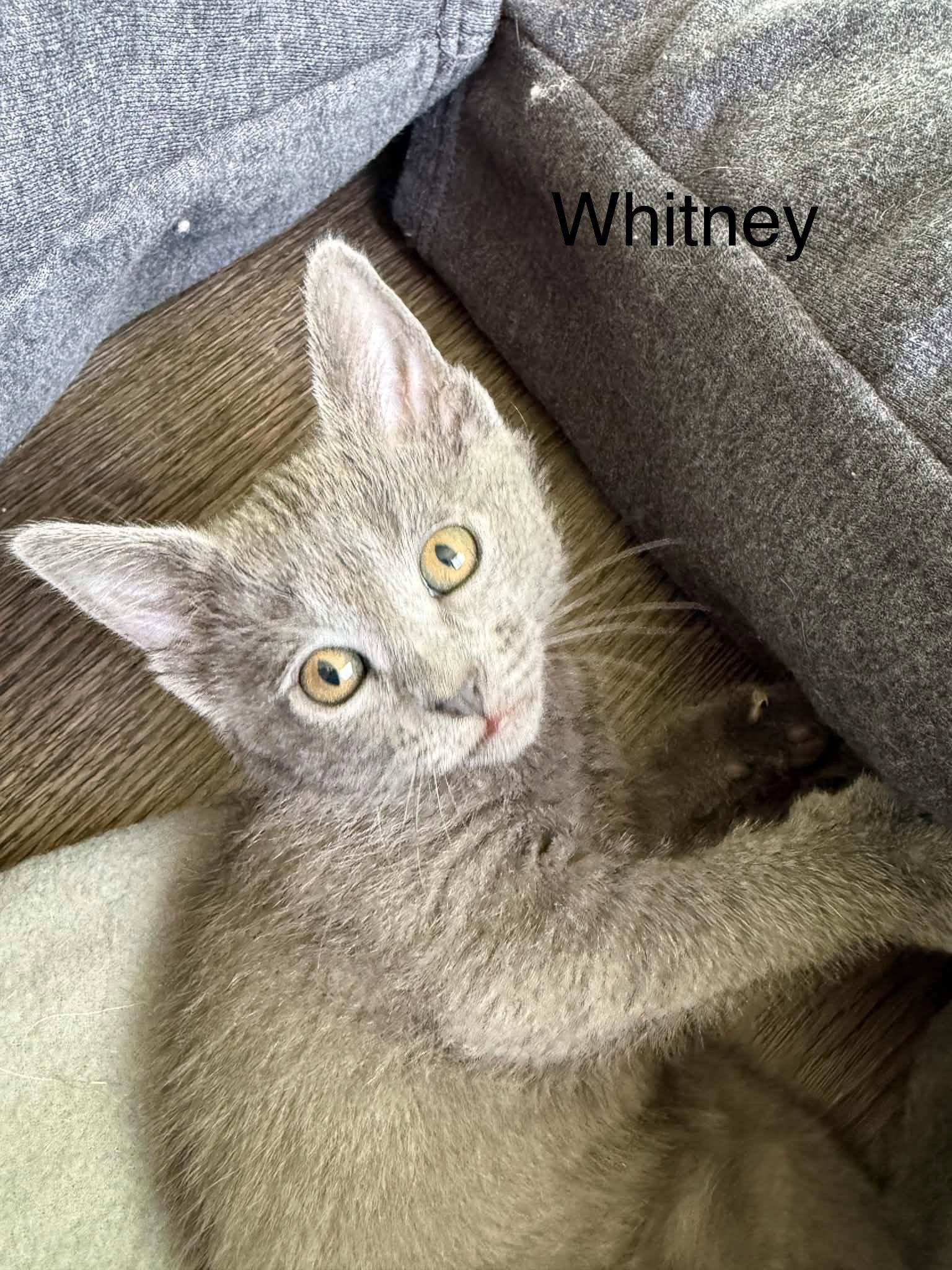 Enlarge Whitney, a Adoptable Domestic Short Hair in West Des Moines, IA image 2/2
