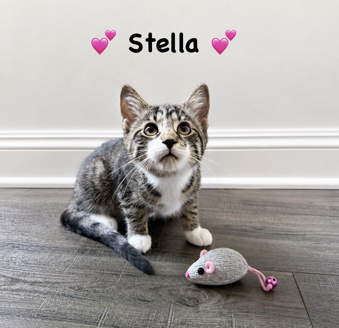Stella, an adopted Domestic Short Hair in Copley, OH image 2/2
