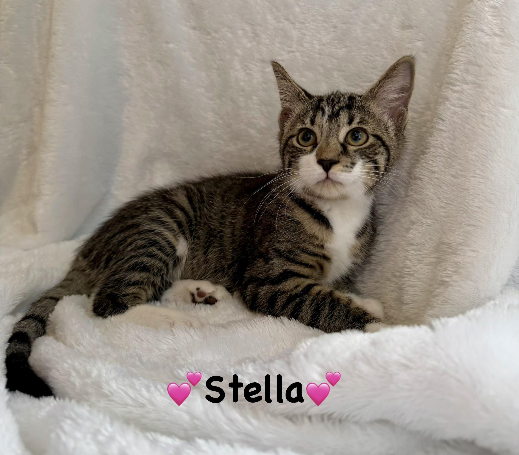 Stella, adopted, Kitten Female Domestic Short Hair.
