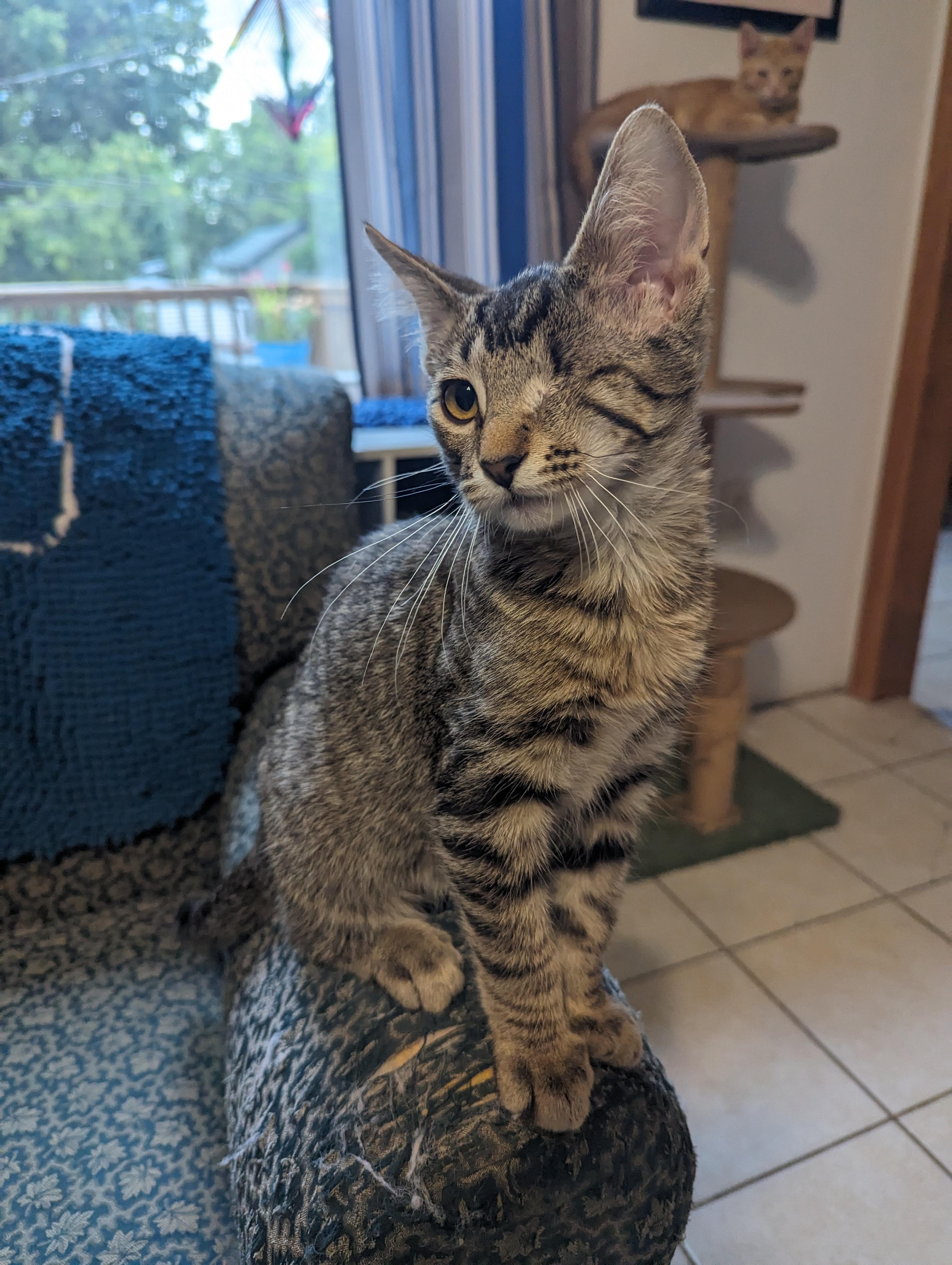 Cyrus