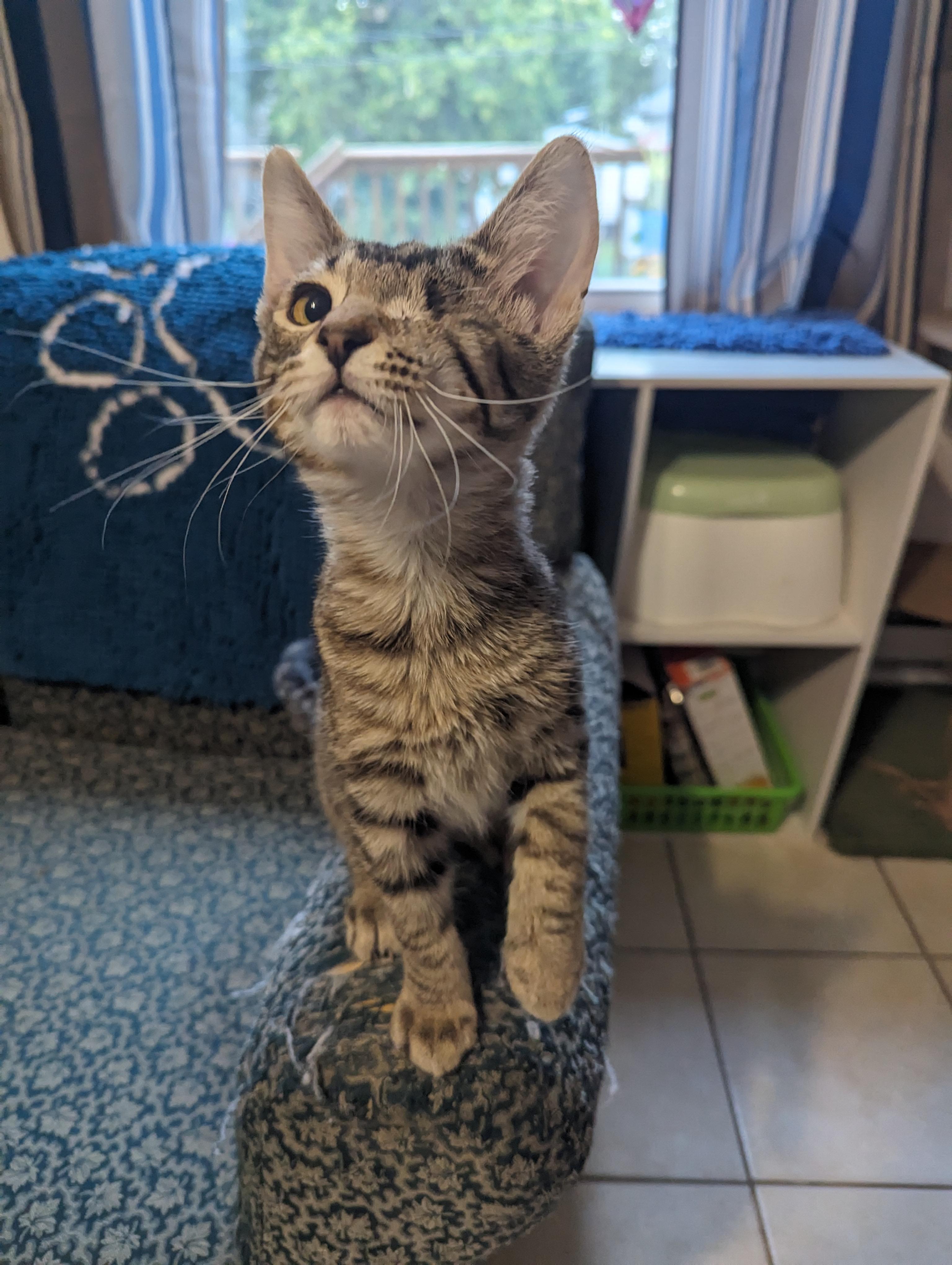 Cyrus