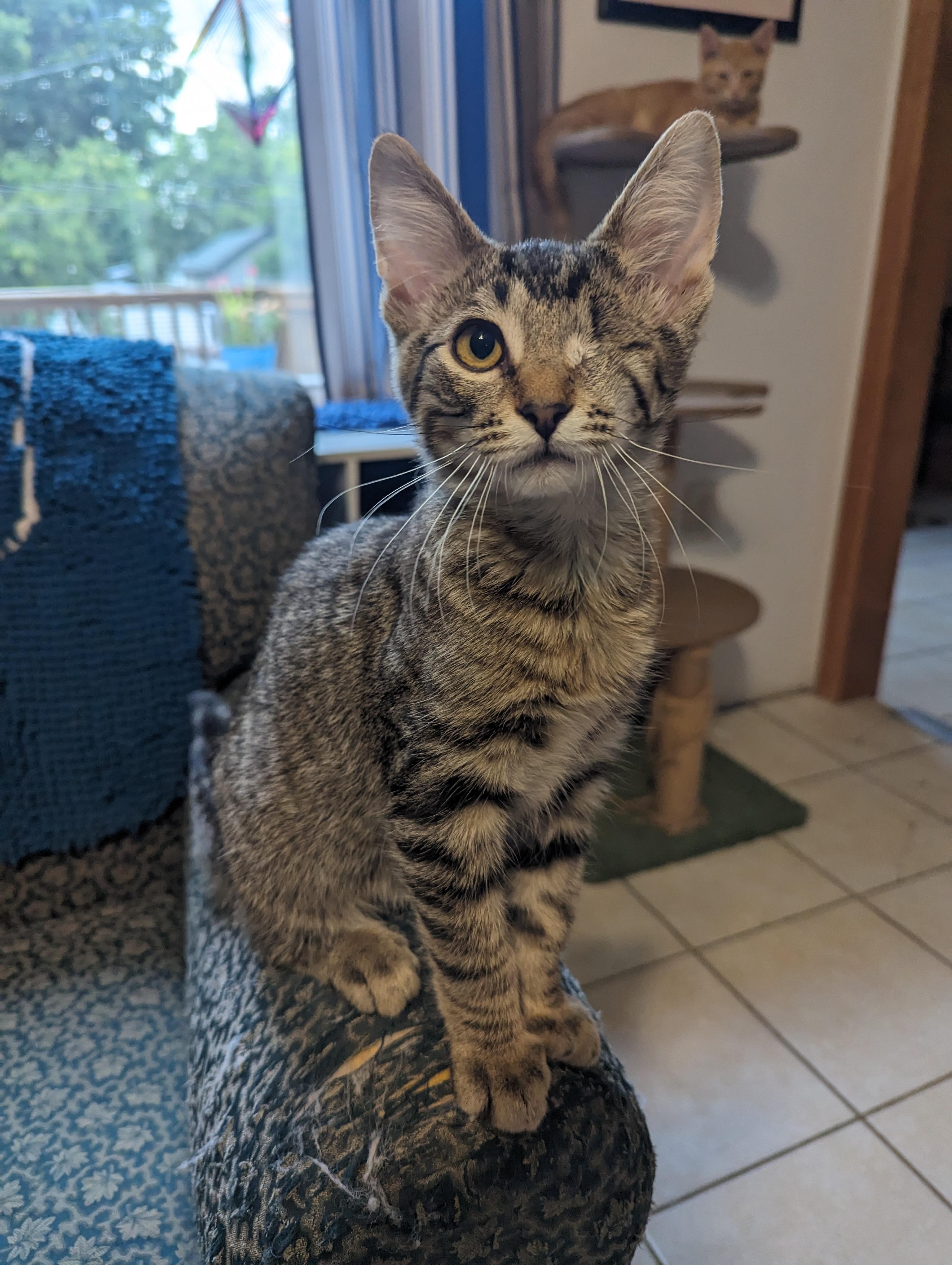 Cyrus