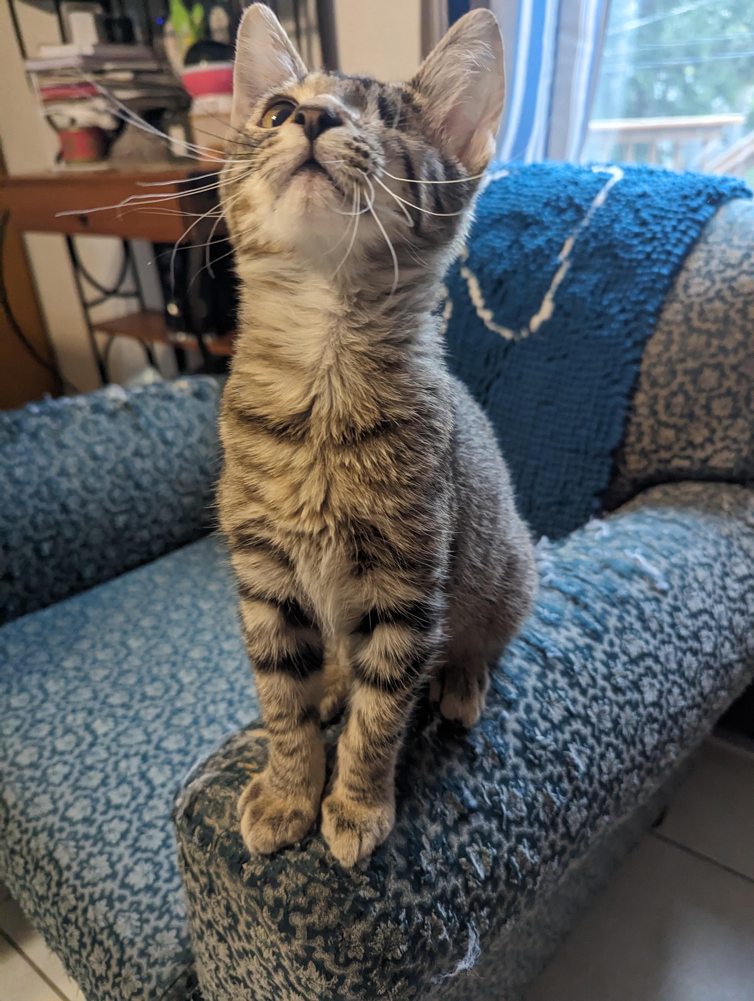 Cyrus