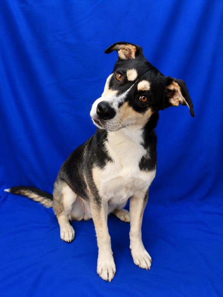 Enlarge Candy Cane, a Adoptable Mixed Breed in Ruston, LA image 1/1