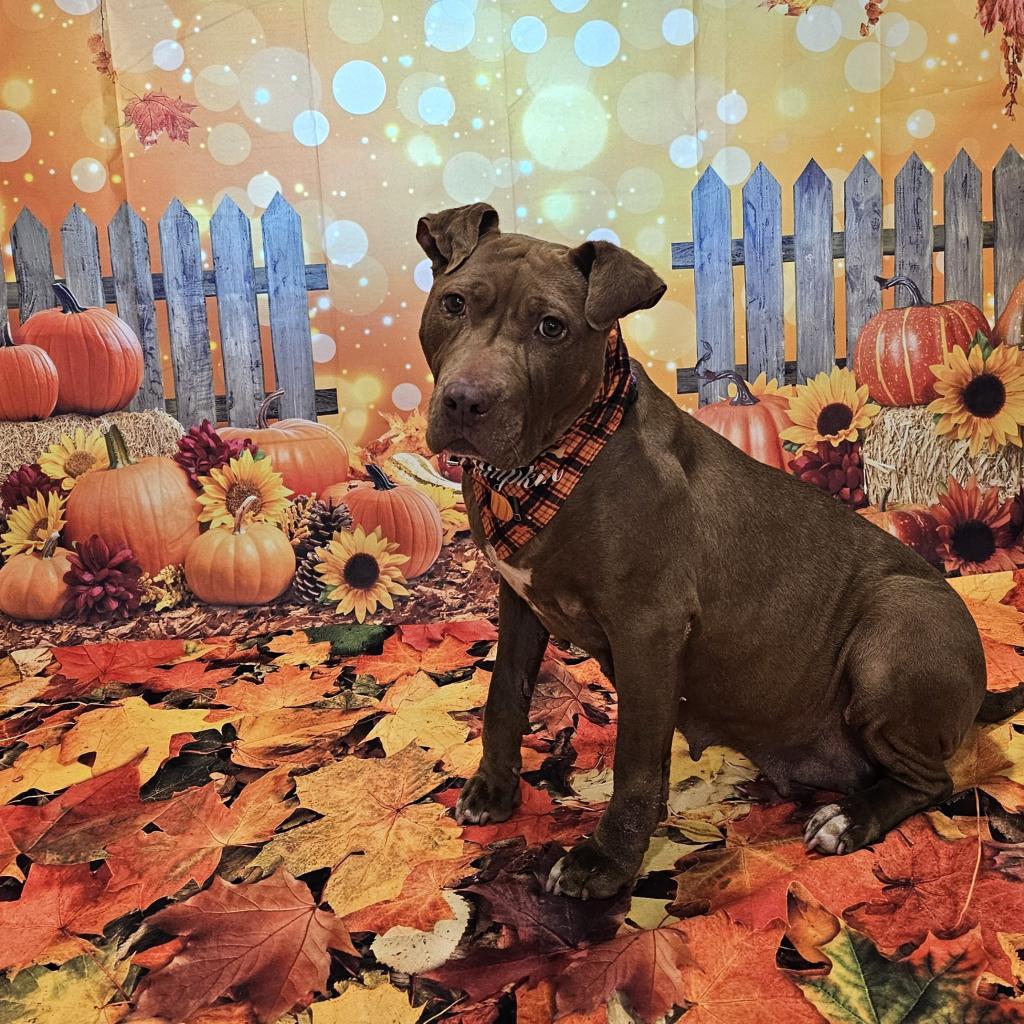 Tiramisu, Adoptable, Senior Female American Staffordshire Terrier & Mixed Breed.