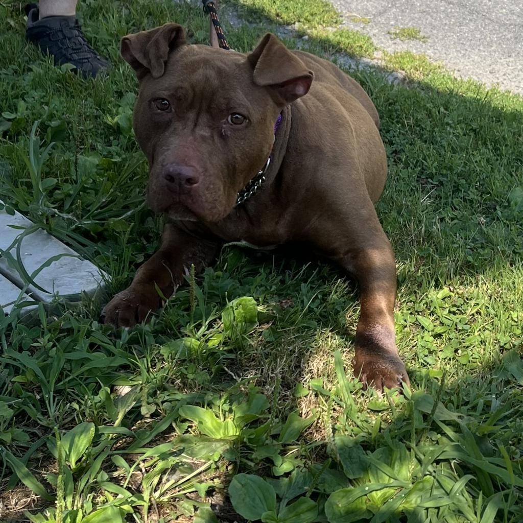 Tiramisu, a Adoptable mixed breed in Easton, PA image 2/5