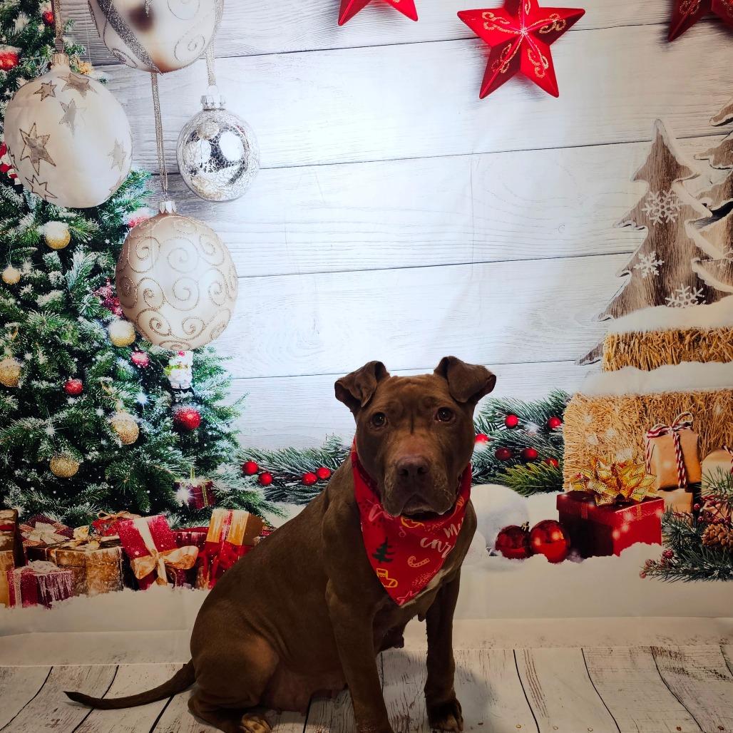 Tiramisu, a Adoptable mixed breed in Easton, PA image 3/5