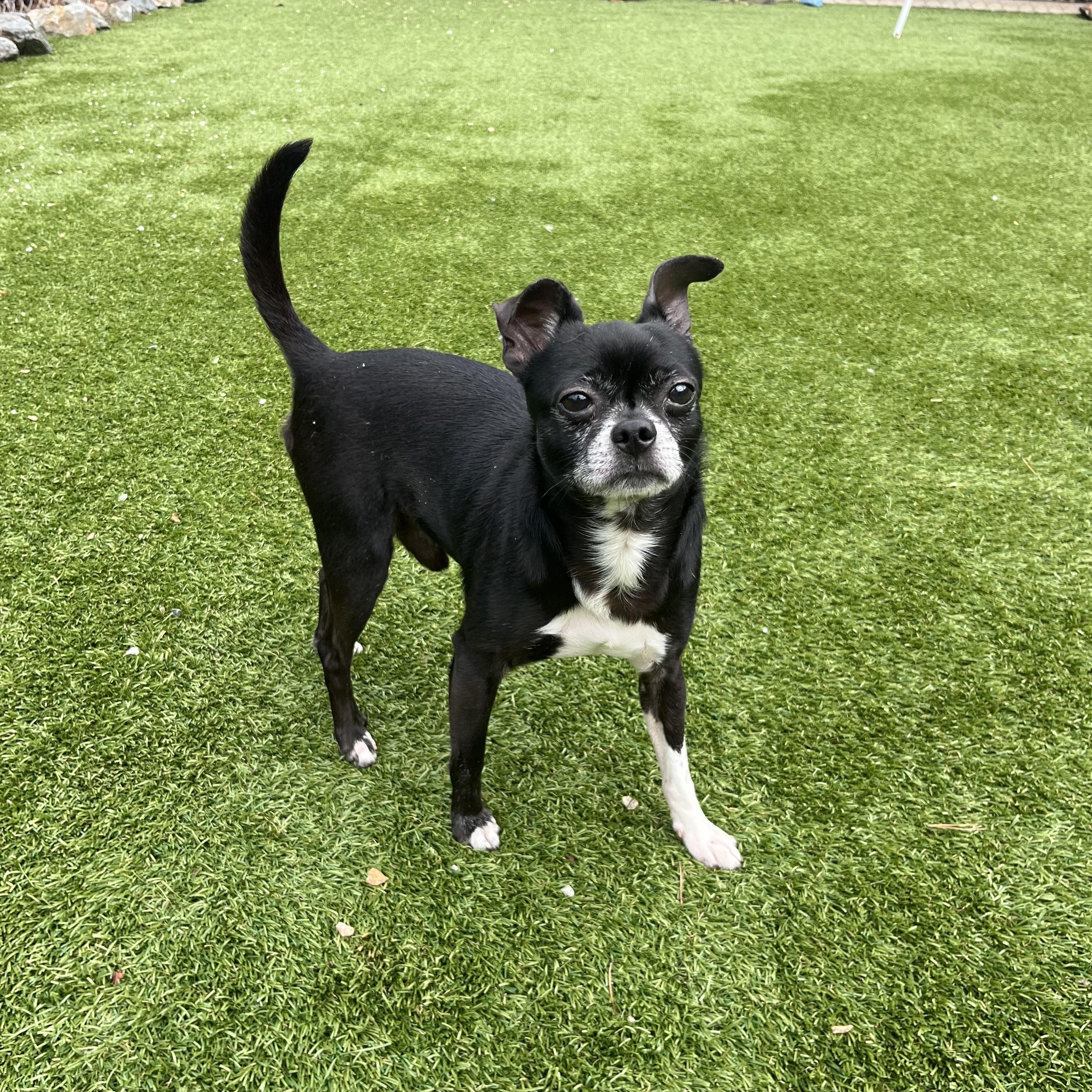 Enlarge Bullet, a Adoptable mixed breed in Salisbury, NC image 2/6