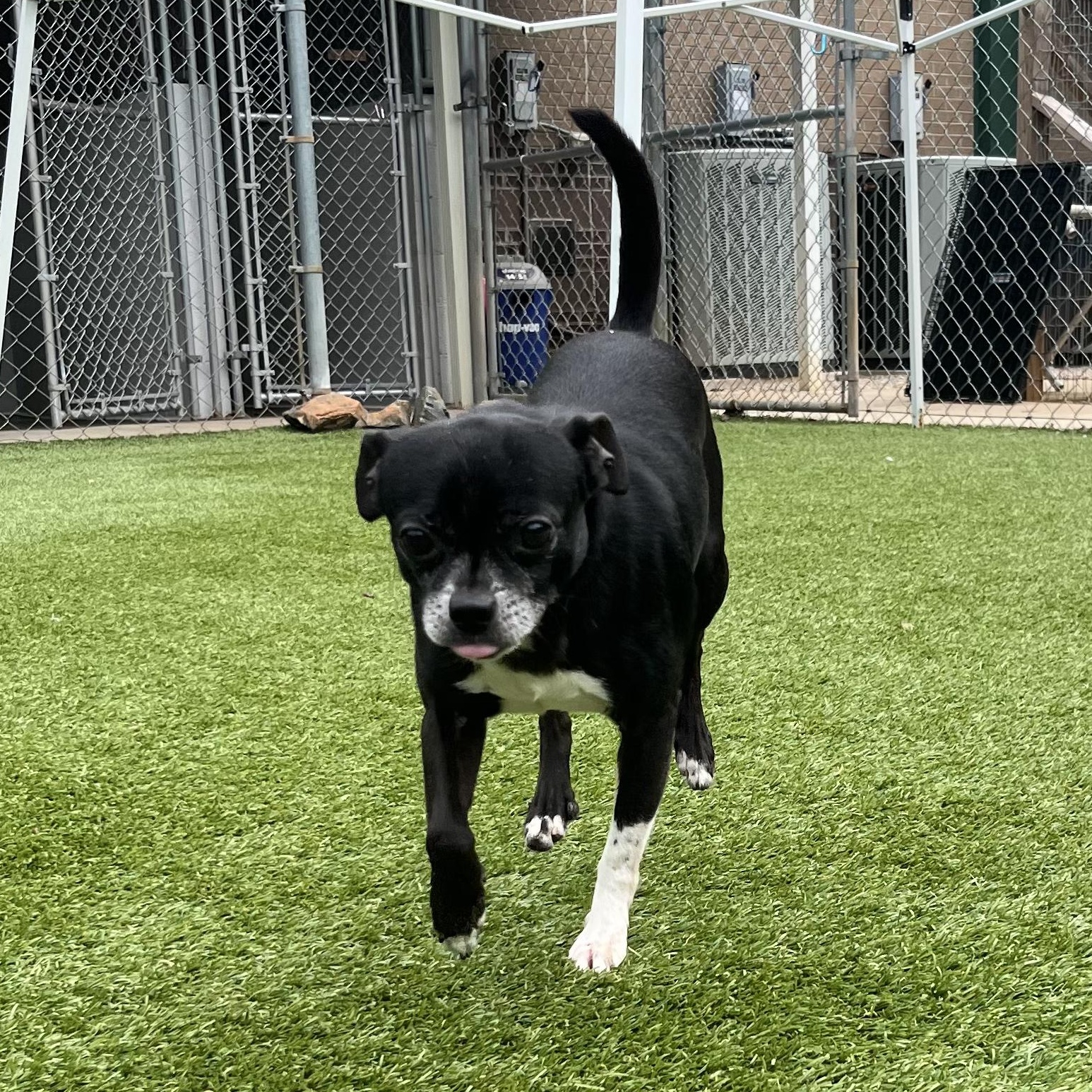 Enlarge Bullet, a Adoptable mixed breed in Salisbury, NC image 5/6