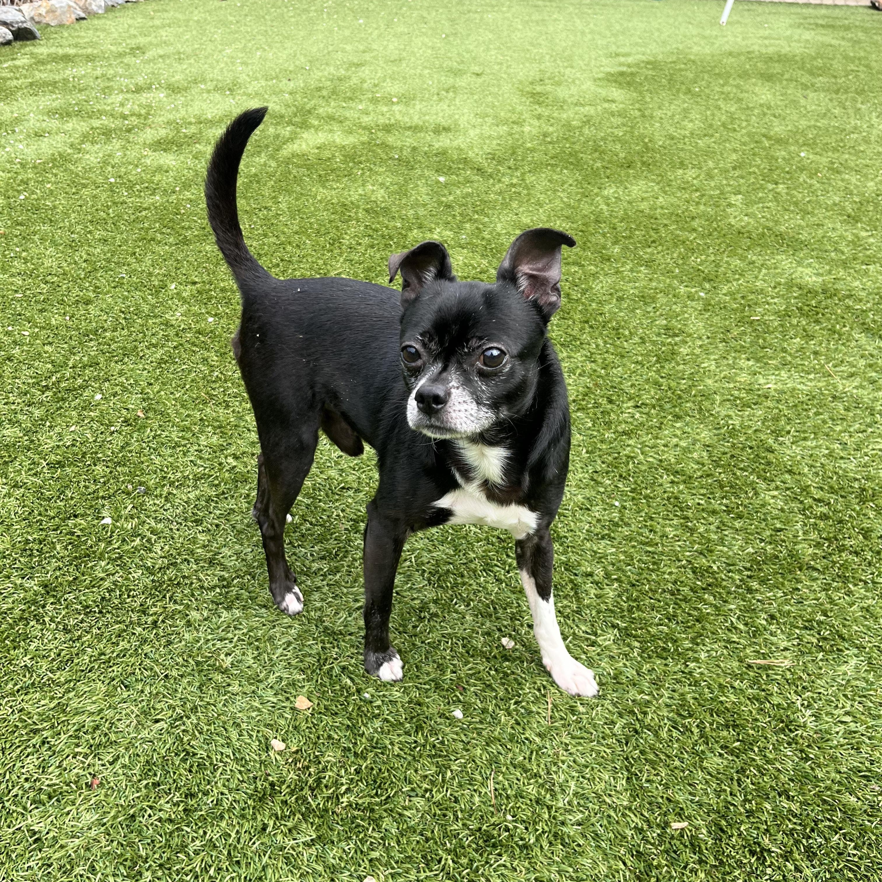 Enlarge Bullet, a Adoptable mixed breed in Salisbury, NC image 6/6