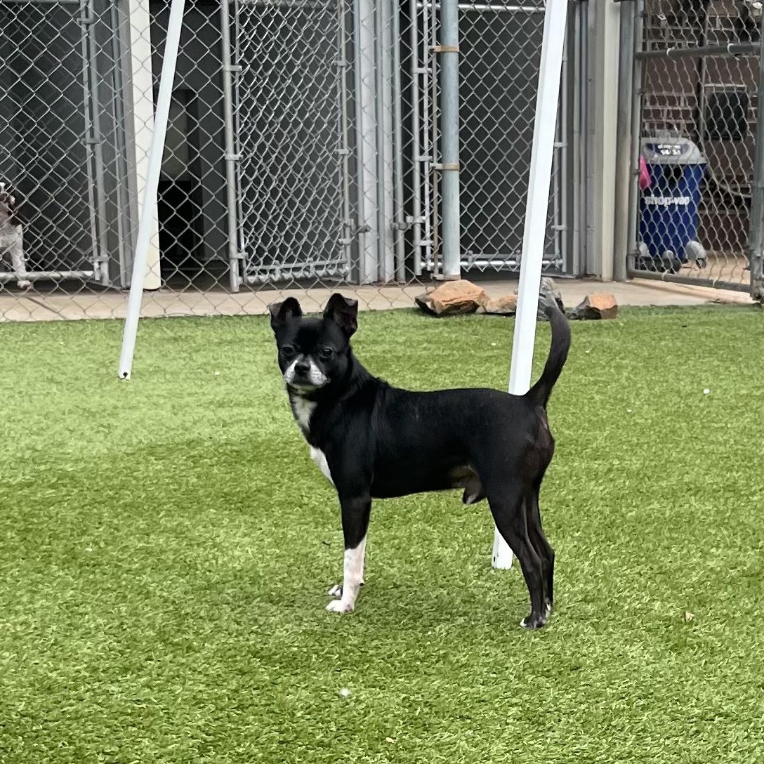 Enlarge Bullet, a Adoptable mixed breed in Salisbury, NC image 4/6