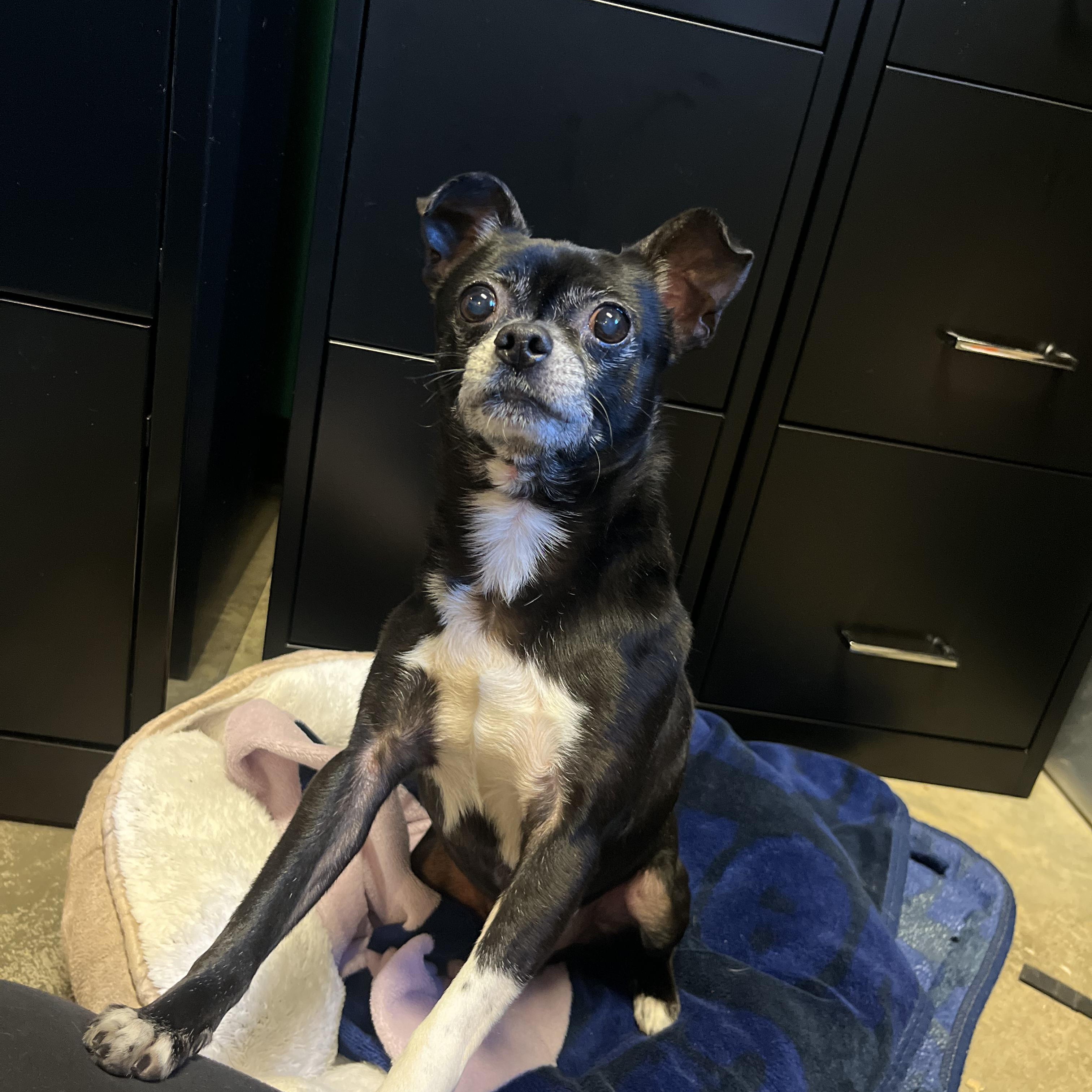 Enlarge Bullet, a Adoptable mixed breed in Salisbury, NC image 1/6