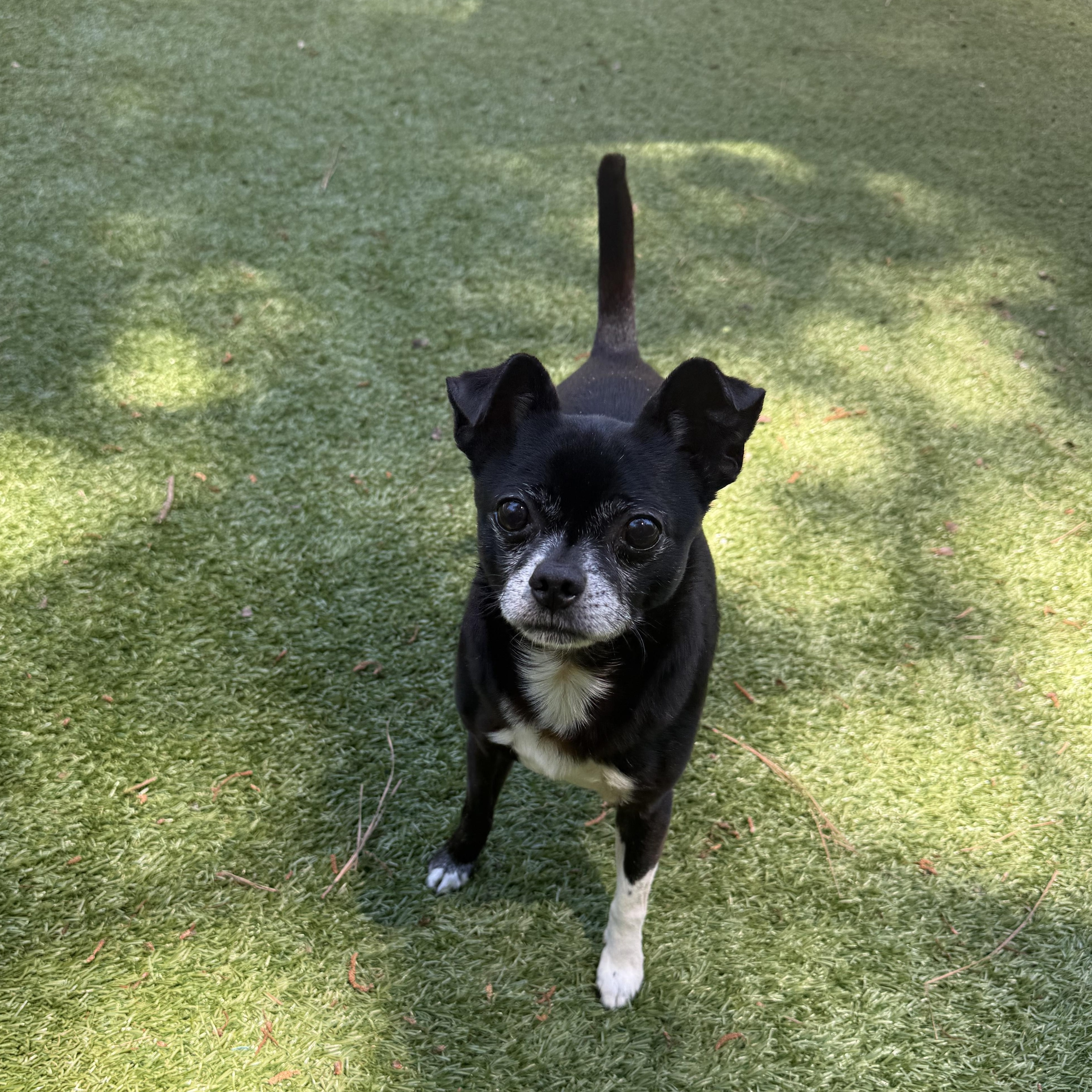 Bullet, Adoptable, Adult Male Boston Terrier & Chihuahua.