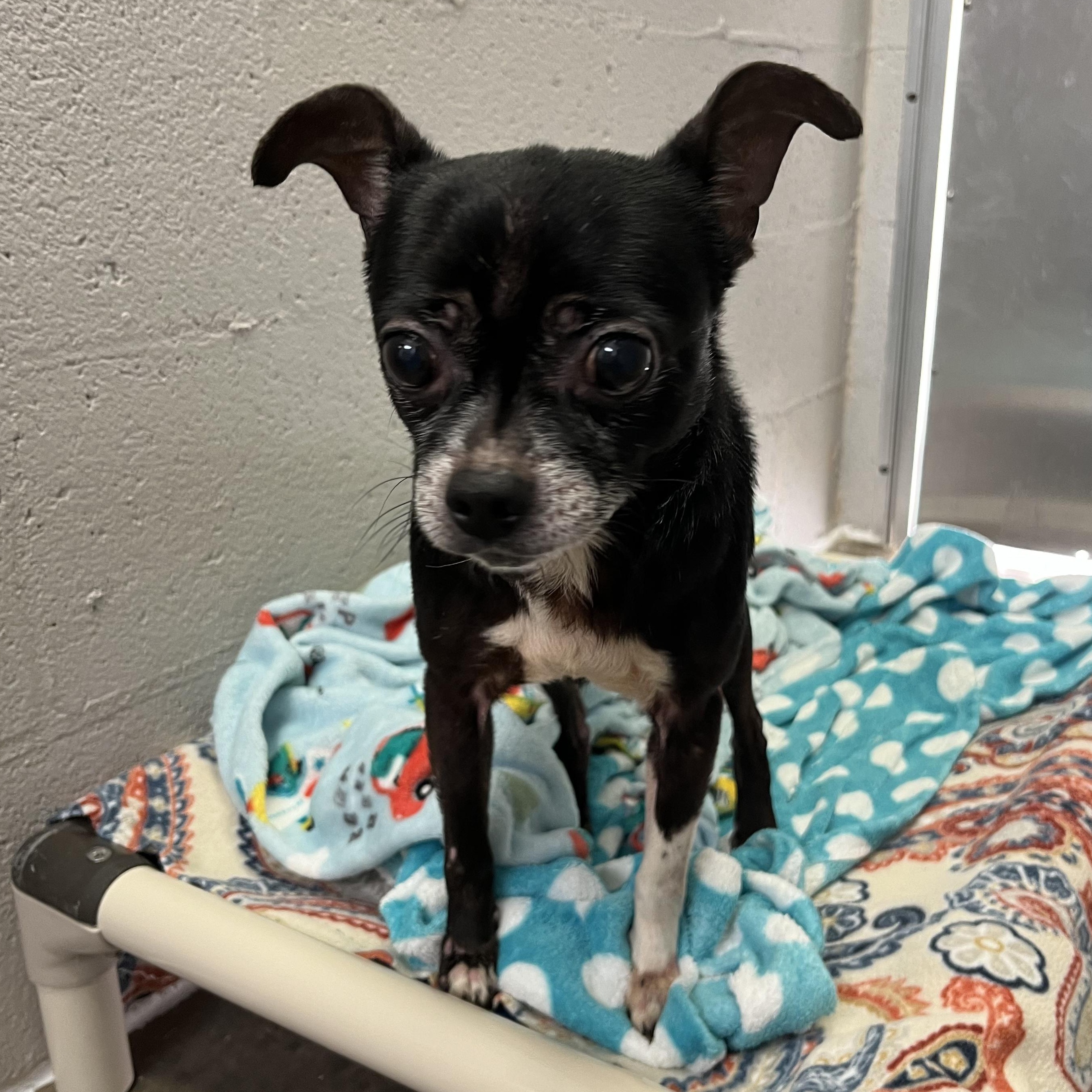 Enlarge Bullet, a Adoptable mixed breed in Salisbury, NC image 3/6