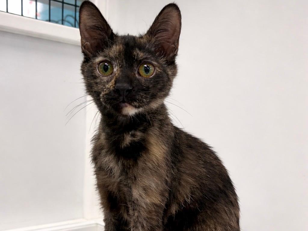 Purrito, Adopted, Kitten Female Tortoiseshell & Domestic Short Hair.