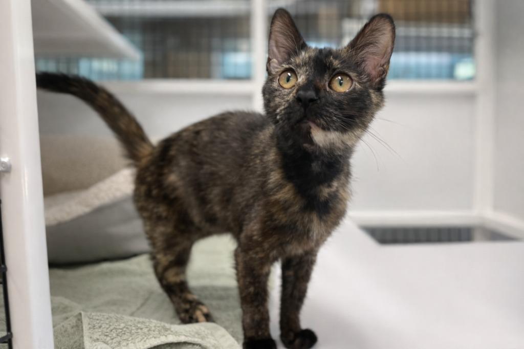 Enlarge Purrito, a Adopted mixed breed in Raleigh, NC image 2/2