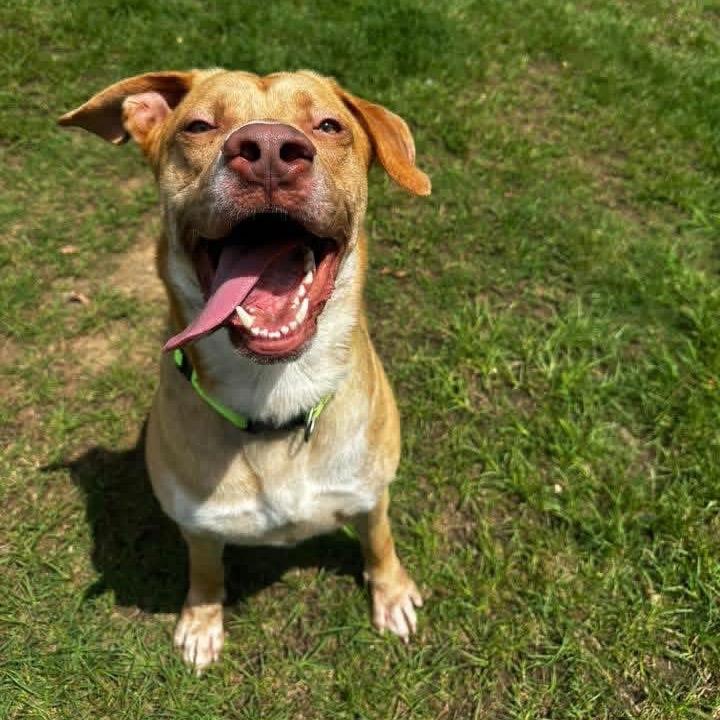 Colonel, Adoptable, Adult Male Labrador Retriever.