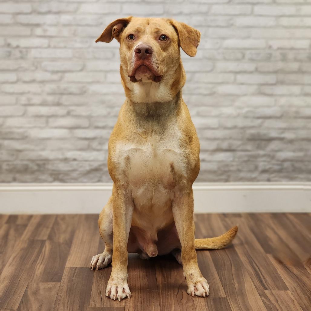 Colonel, a Adoptable Labrador Retriever in Montgomery, AL image 2/4