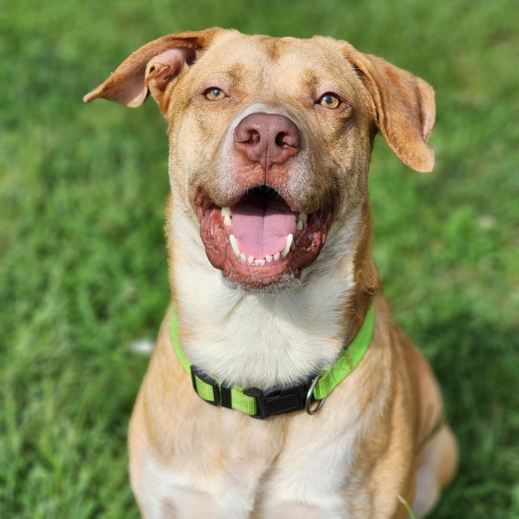 Colonel, a Adoptable Labrador Retriever in Montgomery, AL image 3/4