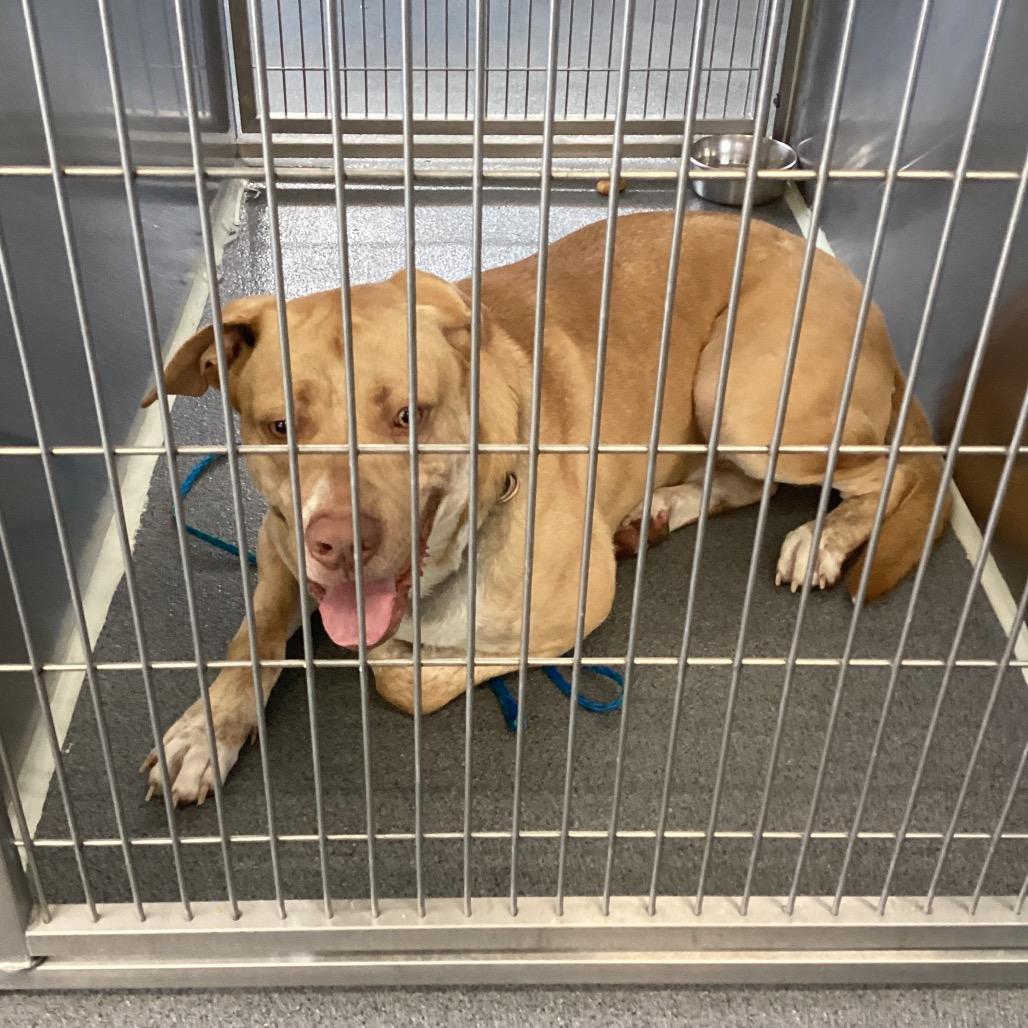 Colonel, a Adoptable Labrador Retriever in Montgomery, AL image 4/4