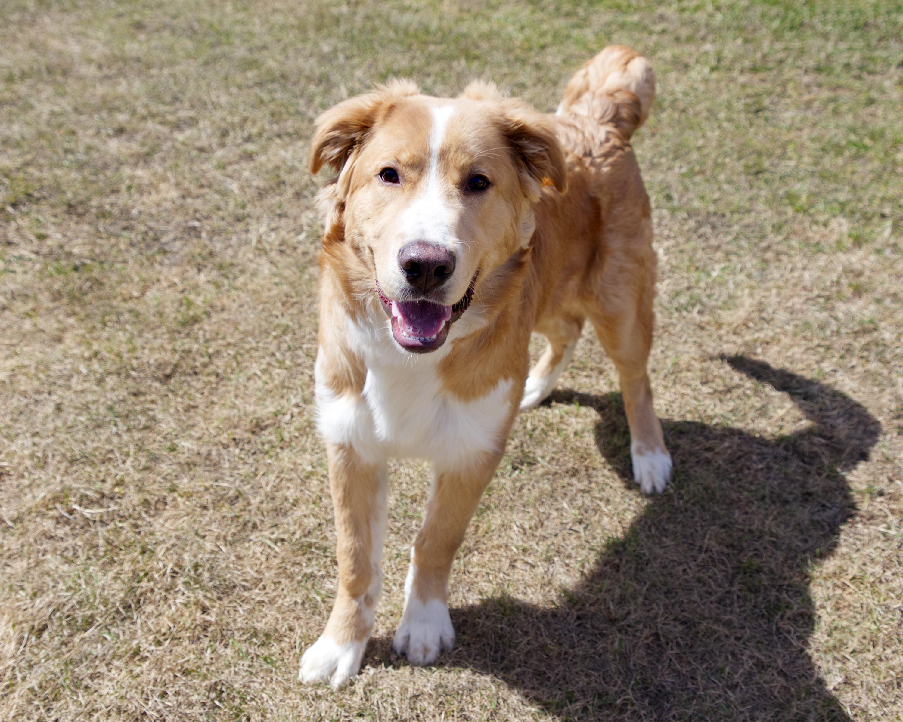Enlarge Champ , an adoptable mixed breed in Winnipeg, MB image 2/3