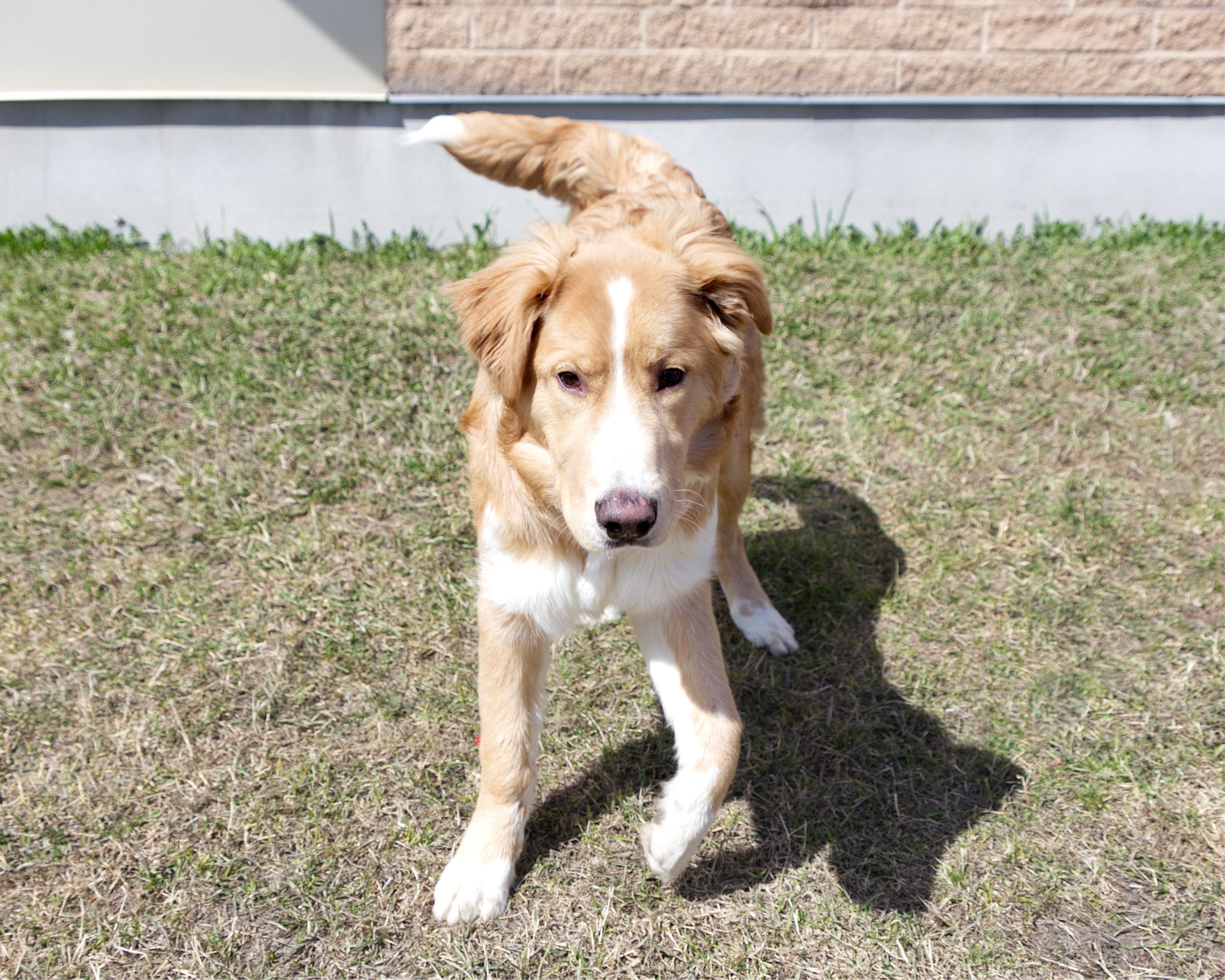 Enlarge Champ , an adoptable mixed breed in Winnipeg, MB image 3/3