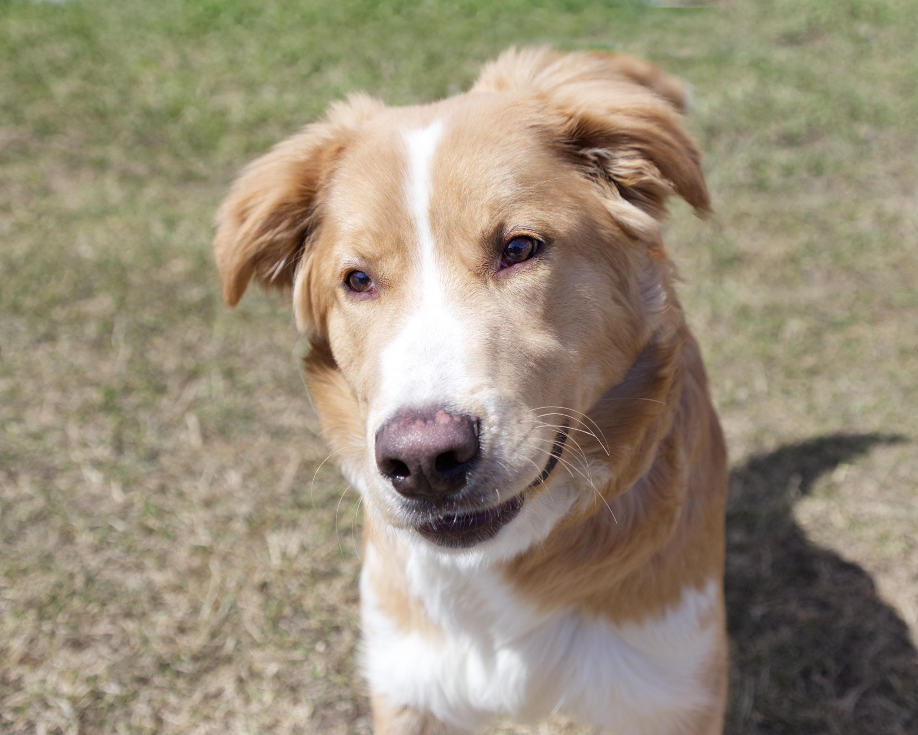 Enlarge Champ , an adoptable mixed breed in Winnipeg, MB image 1/3