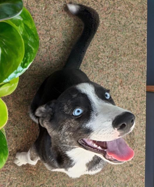 Enlarge Paola Diamond, a ADOPTABLE mixed breed in Long Beach, CA image 4/4
