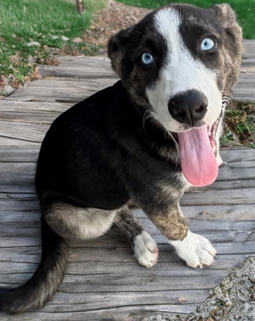 Paola Diamond, Adoptable, Puppy Female Dutch Shepherd.