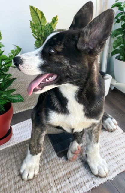 Enlarge Paola Diamond, a ADOPTABLE mixed breed in Long Beach, CA image 3/4