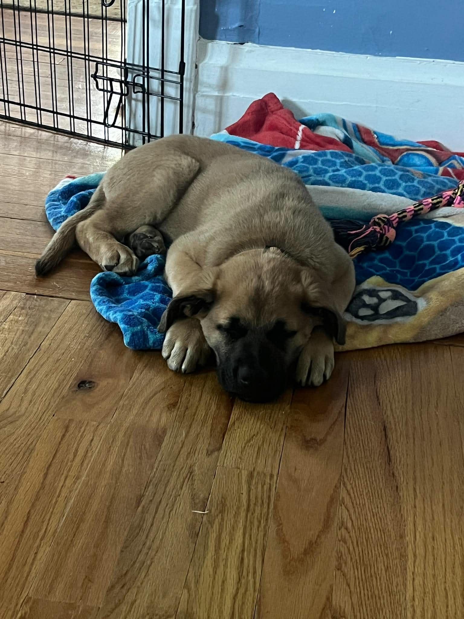 Enlarge Theodore, an adopted mixed breed in Grand Rapids, MI image 3/3
