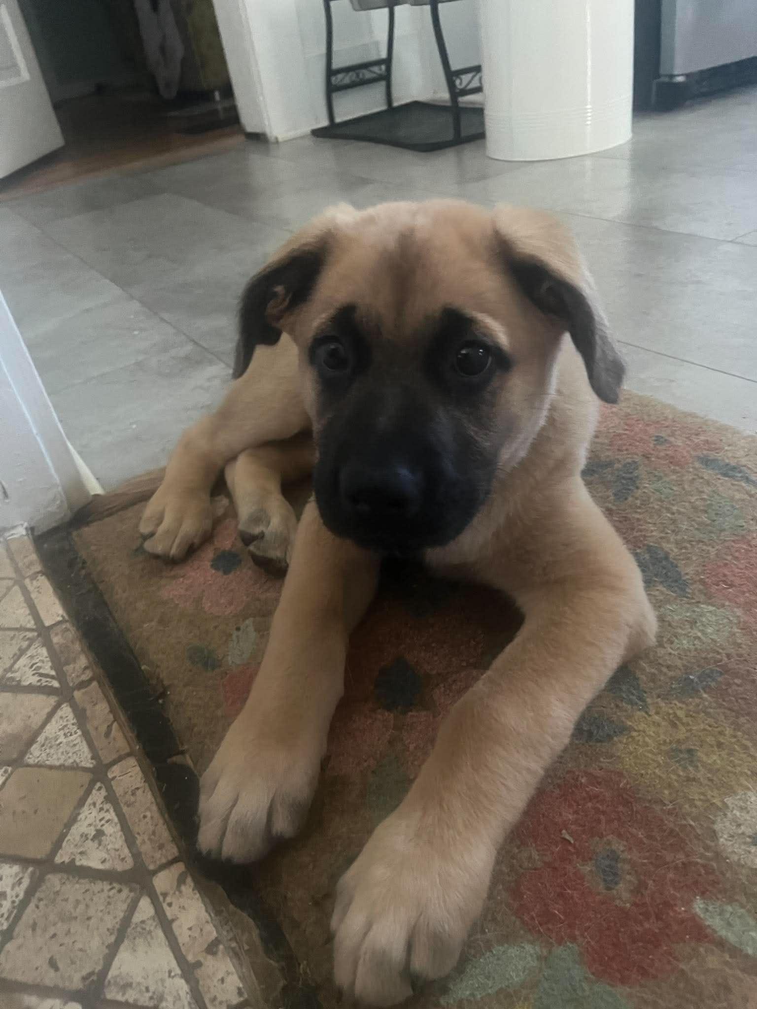Enlarge Theodore, an adopted mixed breed in Grand Rapids, MI image 2/3