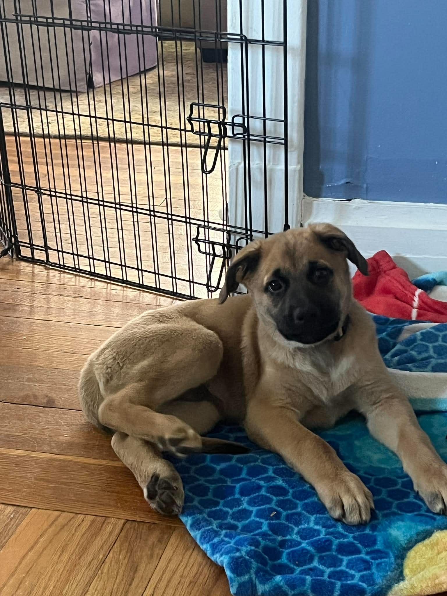 Enlarge Theodore, an adopted mixed breed in Grand Rapids, MI image 1/3