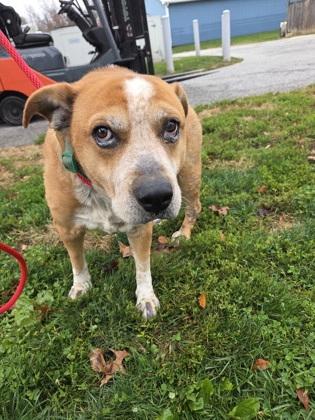 Peaky, Adoptable, Adult Male Mixed Breed & Mixed Breed.