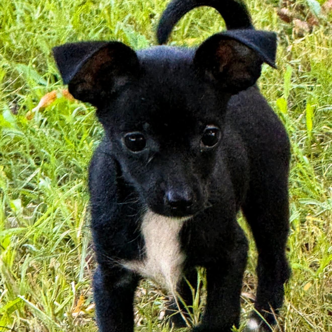 Sugarfoot, adoptable, Puppy Male Chihuahua & Yorkshire Terrier.