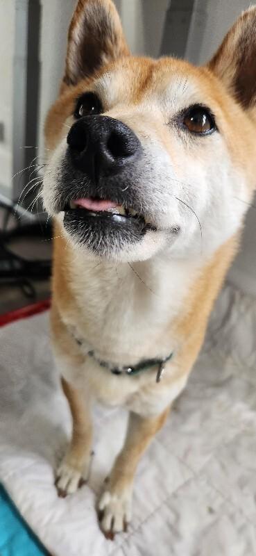 Enlarge Nyako, a Adoptable mixed breed in Windsor, CO image 1/6