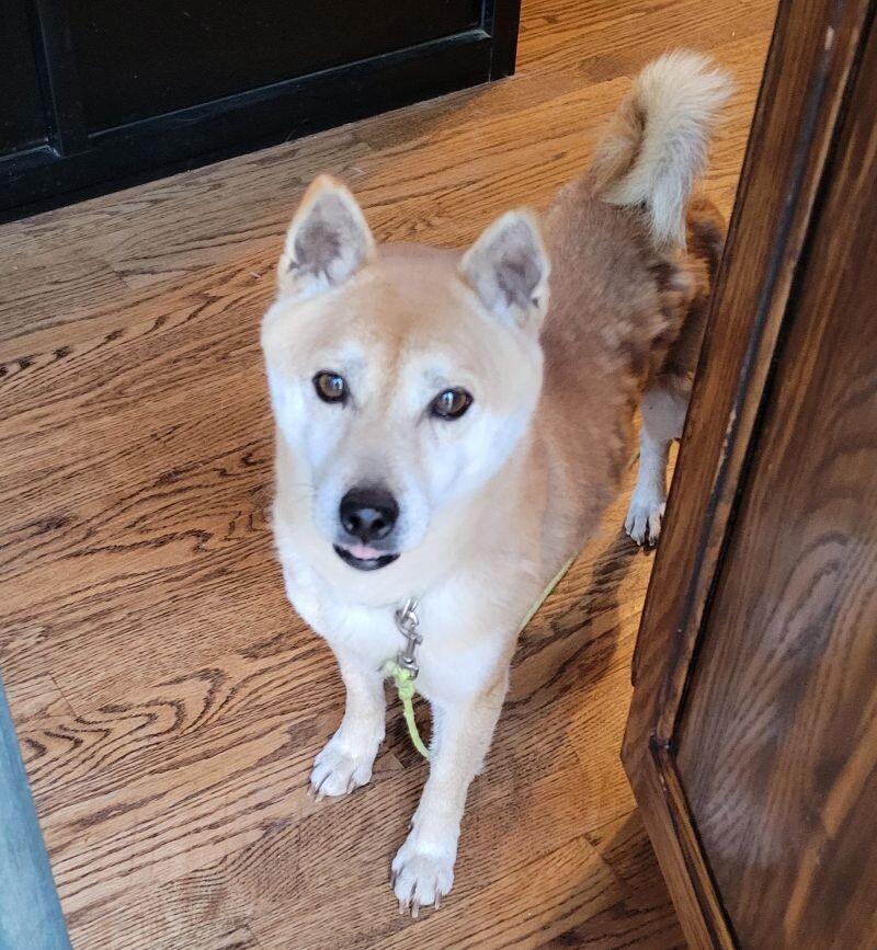 Enlarge Nyako, a Adoptable mixed breed in Windsor, CO image 2/6