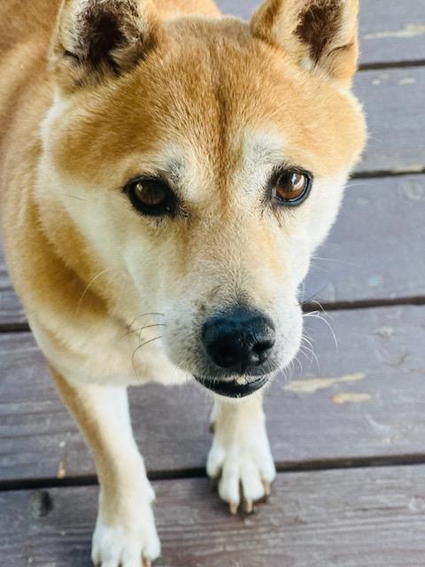 Enlarge Nyako, a Adoptable mixed breed in Windsor, CO image 3/6