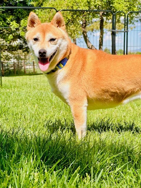 Enlarge Nyako, a Adoptable mixed breed in Windsor, CO image 4/6