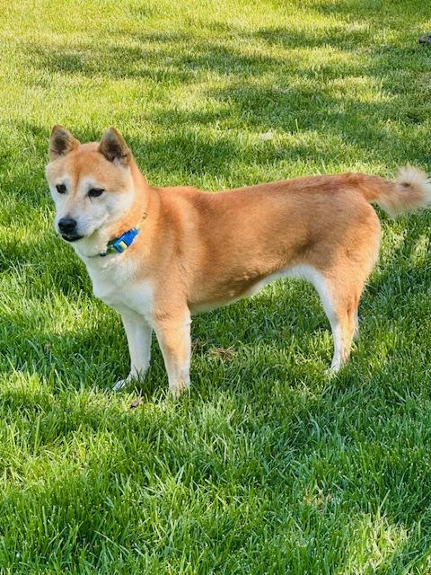 Enlarge Nyako, a Adoptable mixed breed in Windsor, CO image 5/6